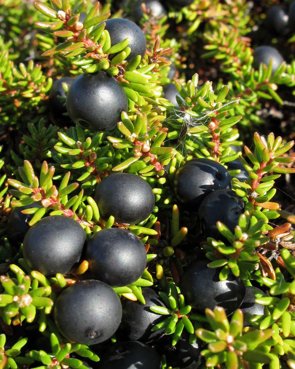 Crowberry tanaman buah semak asli Alaska