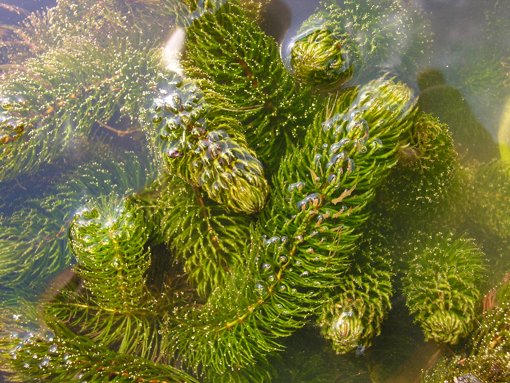 Tanaman Air yang keren dan bagus Ceratophyllum demersum adalah tanaman air yang berbentuk panjang yang bisa tumbuh sampai 3 meter dengan bentuk daun menyerupai jarum 
