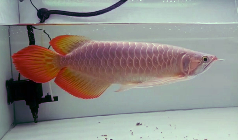 Ikan Arwan Golden Red Tail