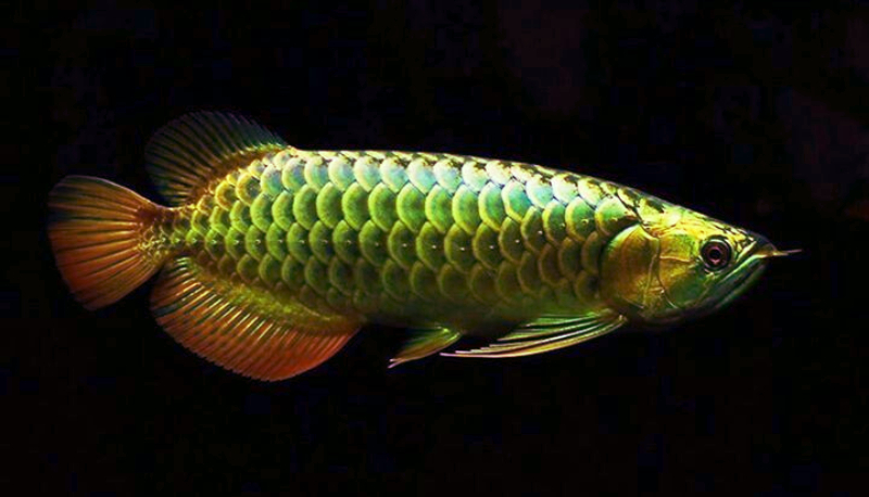 Ikan arwan green Pino Scleropages formosus