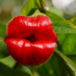 Psychotria elata bunga seksi mirip bibir kendal jenner