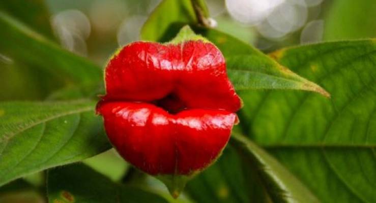 Psychotria elata bunga seksi mirip bibir kendal jenner