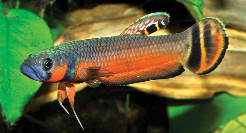 Ikan cupang jenis Betta Unimaculata Mouth Bredding