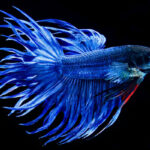 Crowntail Betta Fish Tail