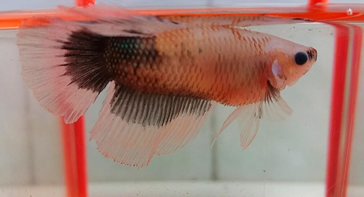 Ikan Cupang Terapung Warna Merah Terapung
