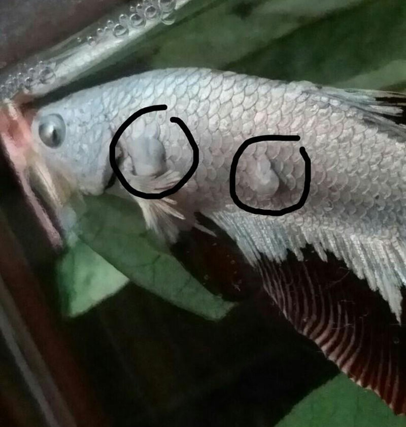 Sisik Ikan NEnas TErkelupas Ikan Cupang Sakit