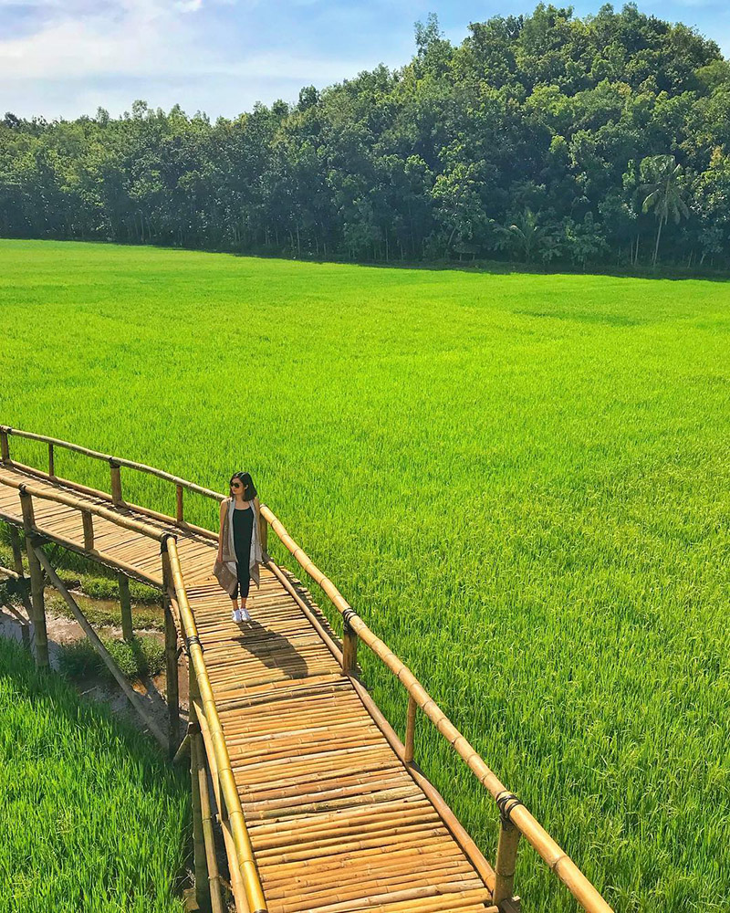 Konsep Foto Model cewek wisata sawah cantik dan manis