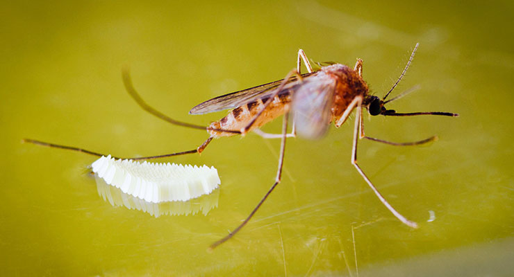 Cara Mudah Ternak Jentik Nyamuk untuk Pakan Ikan Cupang dan Ikan Peliharaan Lainnya