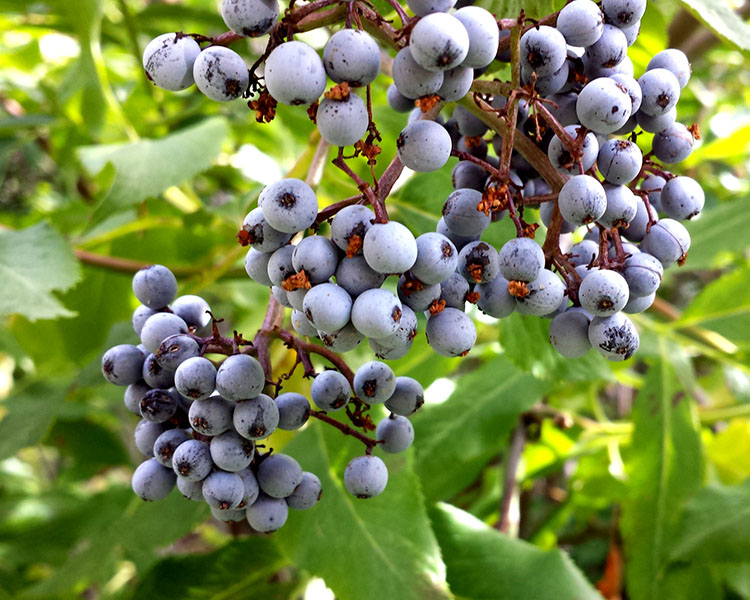 Buah Blue-Elderberry rasa buah segar