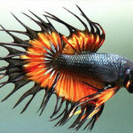 Ikan Cupang Crowntail keren serit merah hitam
