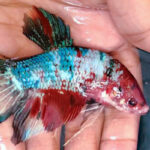 Ikan Cupang Betta Giant Fish Colour