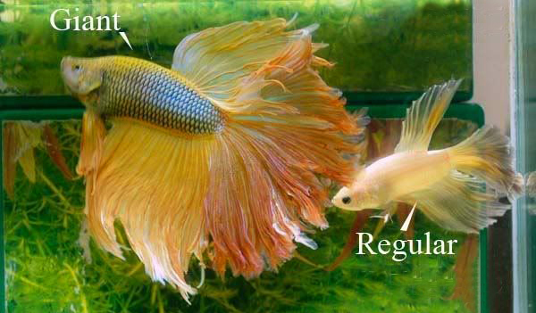 Perbandingan Ukuran Ikan Cupang Raksasa dan Ikan Cupang Biasa