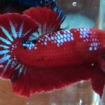 Ikan Cupang Red dragon sangar dan cantik
