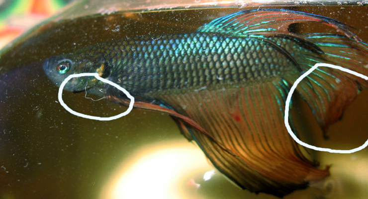 Penyakit Parasit Pada Ikan Cupang