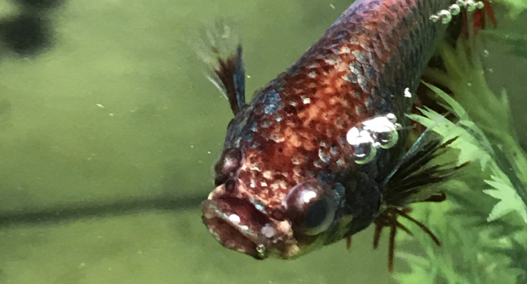 Mencegah dan Mengobati Pop Eye Ikan Cupang