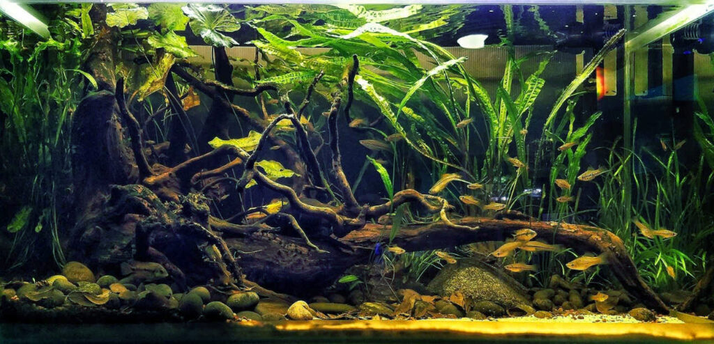 Aquarium aquascape dengan tema RAwa Mangrove