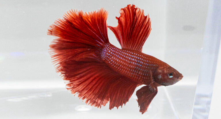 Ikan Cupang Jantan Male Betta Sp Dzargon