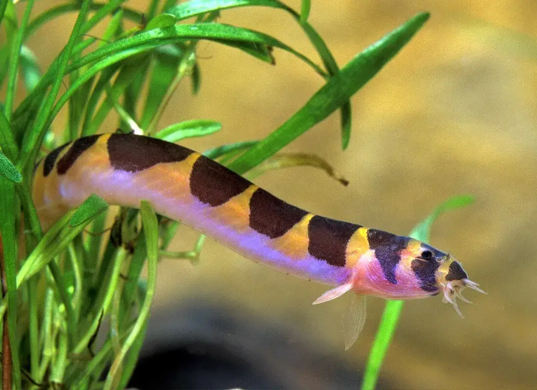 Yuk Kenali Ikan Kuhli Loach Primadona Ikan Air Tawar Penghuni 