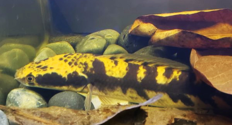 Ikan Cupang Yellow Sentarum Maru yang unik dengan warna Kuning yang eksotis