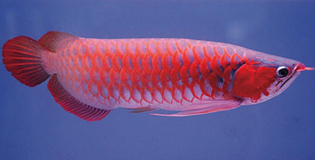 Ikan hias jenis Arwana Super red terbaru