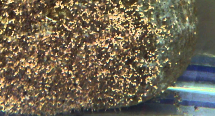 Foto telur ikan Pbass yang melekat di batu