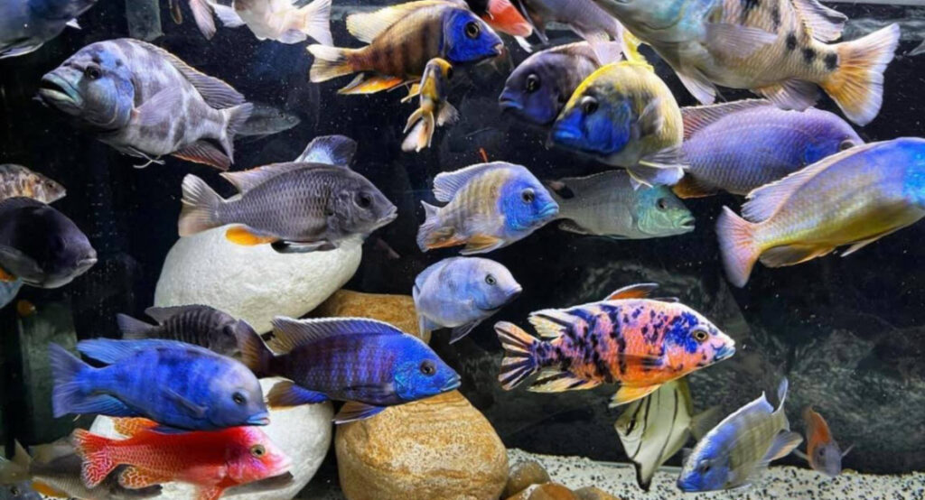 Ikan Hias Air tawar keren dan cantik di Cichlid Afrika