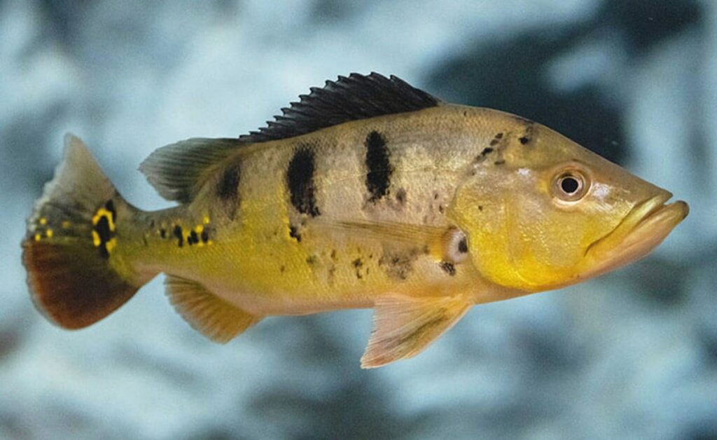 Ikan hias Air Tawar Pbass Monoculus keren warna kuning yang cnatik dan eksostis