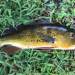 Ikan Peacock Bass mati mendadak