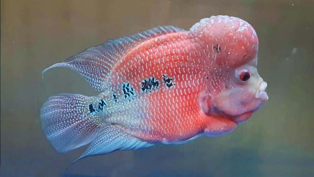 Ikan Louhan cantik dann keren langka warna pink