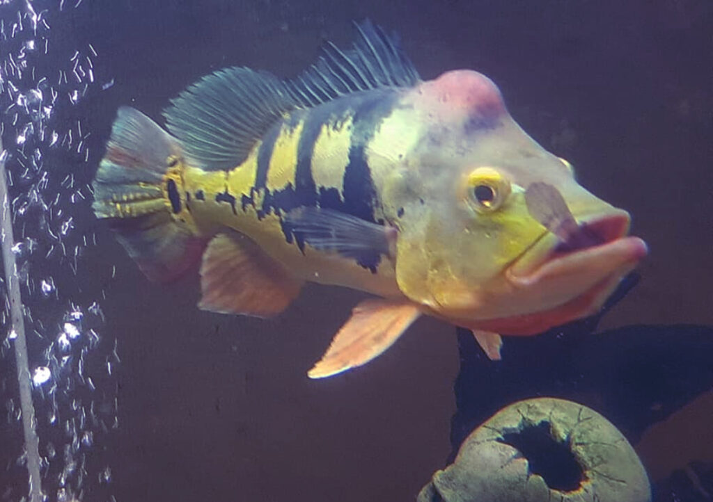 Ikan Pibas makan ikan kecil di Mulutnya