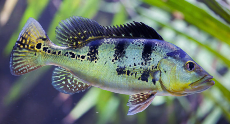 Ikan Pebas sehat Monoculus