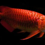 Ikan Hias Arwana merah Super red keren