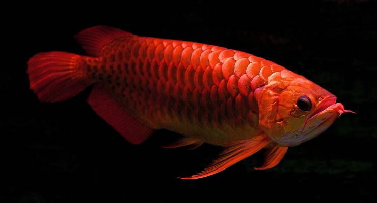 Apakah Pelet Sehat dan Baik Untuk Pakan Ikan Predator dan Karnivora?