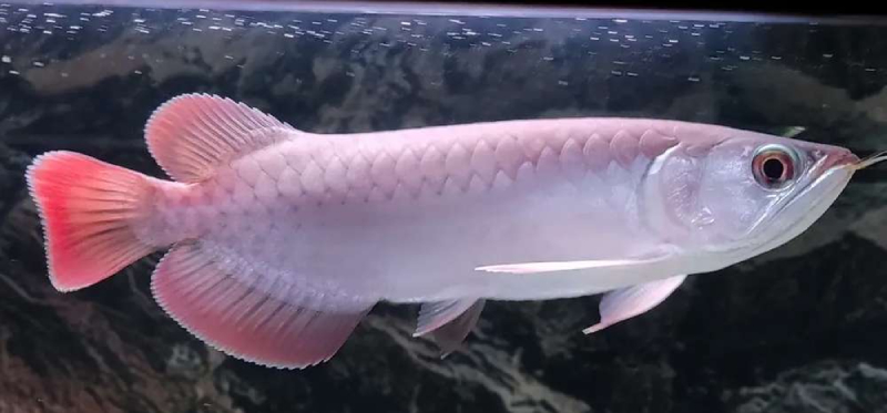 Ikan Red Banjar Arwana keren ekor merah