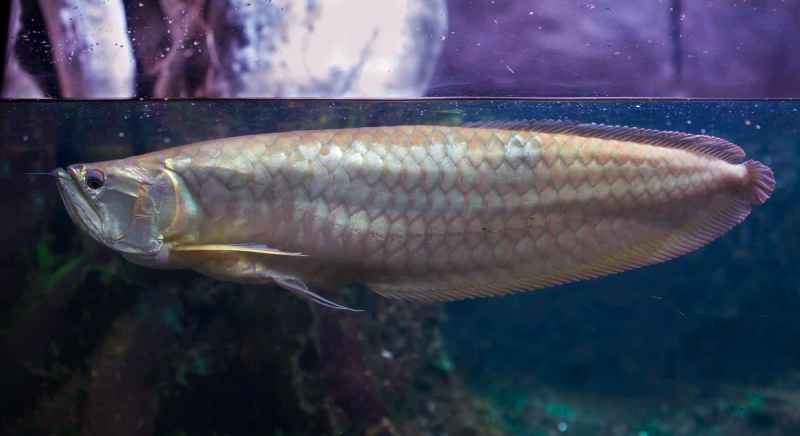 Ikan Arwana Silver Keren dengan warna tubuh cemerlang sisik sempurna