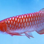 Ikan Arwana Super Red paling mahal