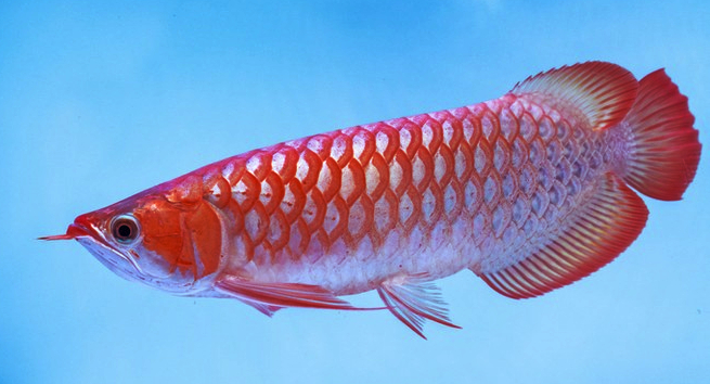 Ikan Arwana Super Red paling mahal