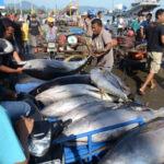 Pasar Ikan Tuna di Indonesia yang murah meriah