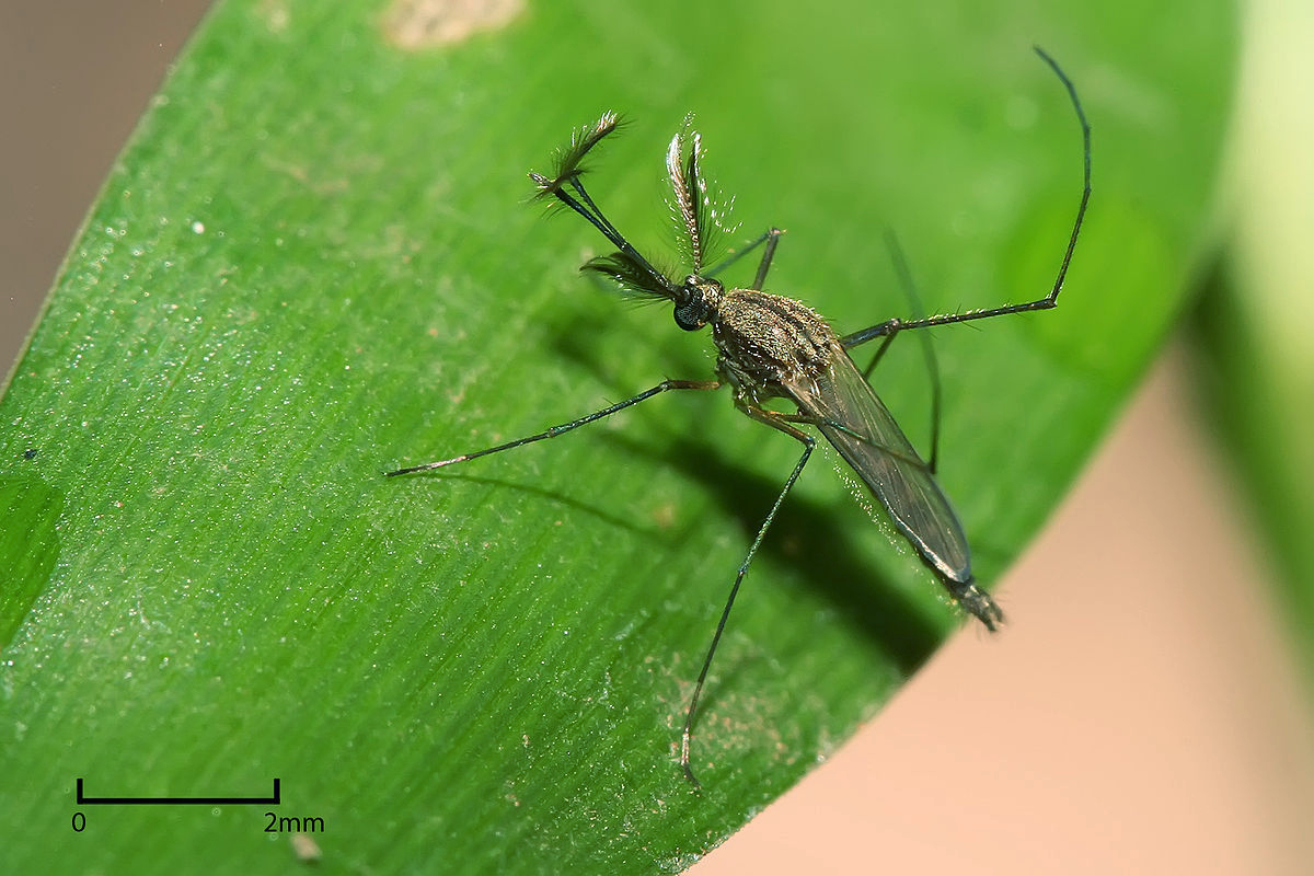 Foto Nyamuk Culex SP di atas daun nyamuk jantan Hisap daun