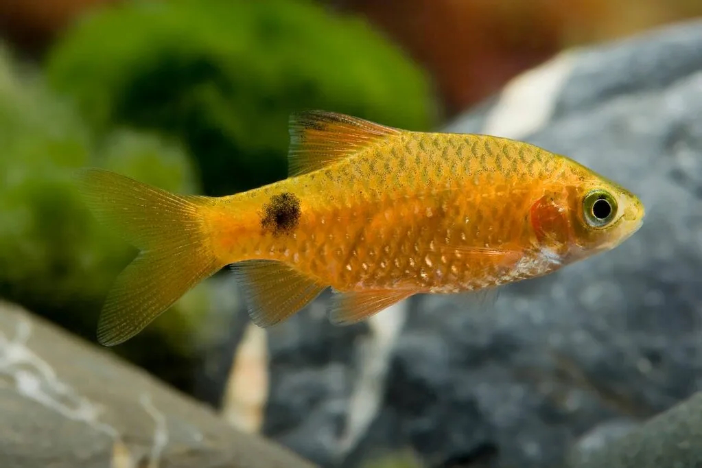 Cara Budidaya Ikan Barbir – Rosy Barb