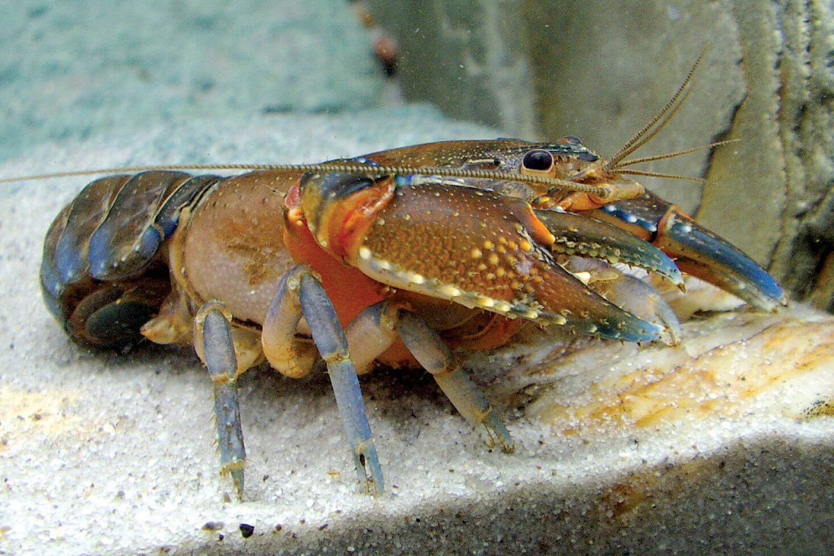 Budidaya dan Pembesaran Lobster Air Tawar